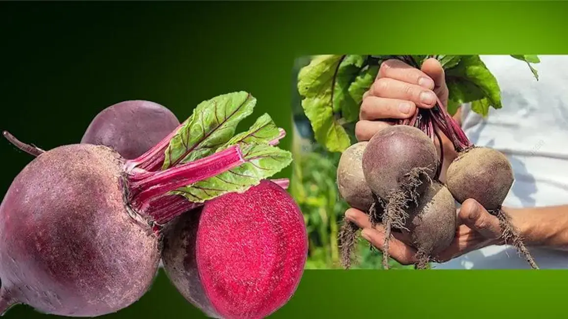 Receita de Beterraba: Descubra o Segredo de uma Receitinha Milagrosa que Eu Fiz