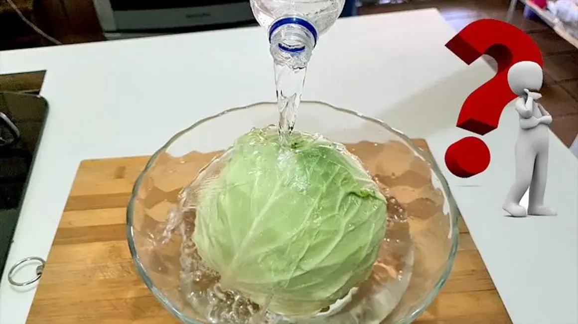 Receita de Repólho: Como Preparar de Forma Simples e Deliciosa para o Almoço