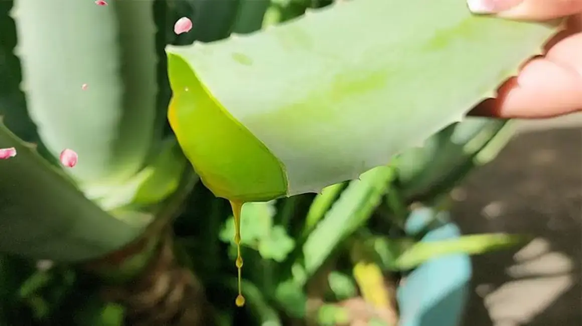 Receita de Aloína: Como Retirar e Aproveitar o Poder Curativo da Babosa