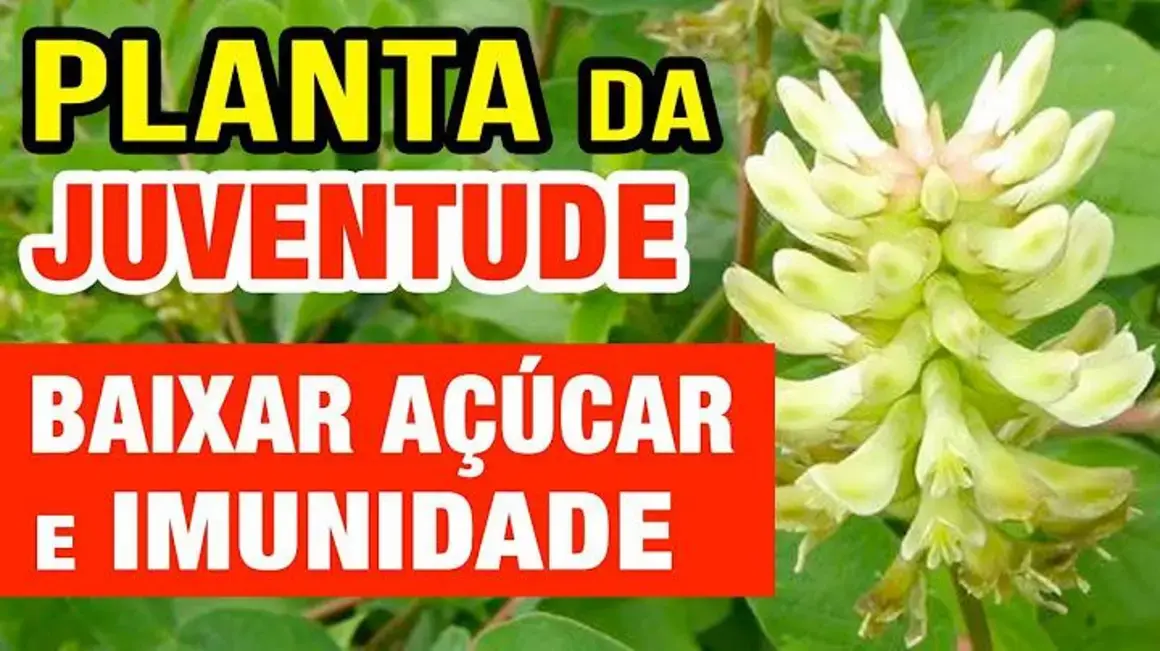 Receita de Astragalus: Como Utilizar para Controlar o Açúcar no Sangue e Melhorar a Imunidade