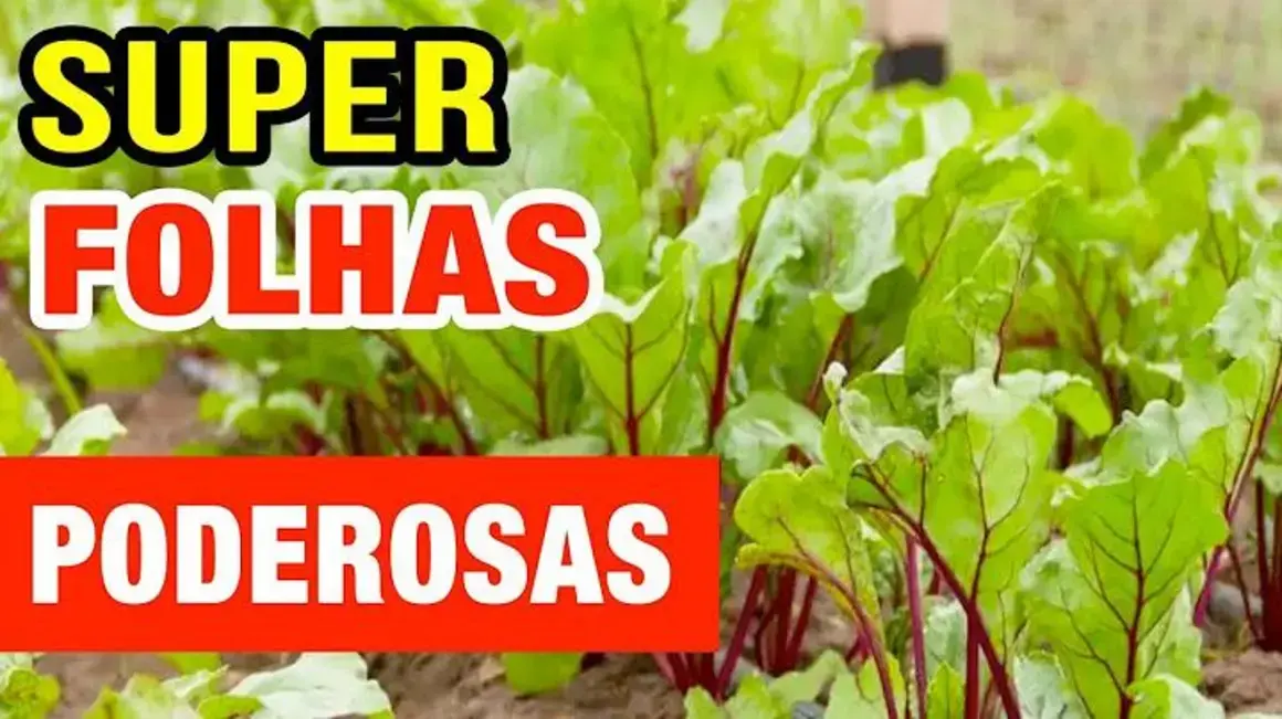 Receita de Folhas de Beterraba: Aprenda a Potencializar sua Saúde e Emagrecimento