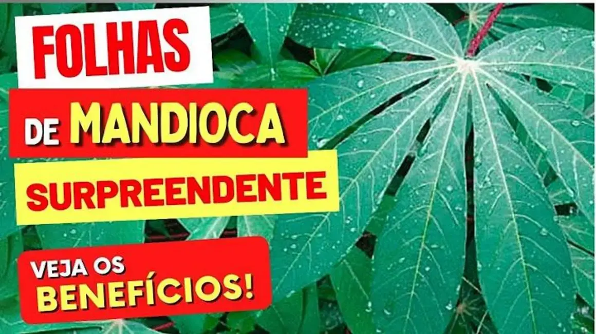 Receita de Folhas de Mandioca: Descubra como preparar um prato saudável e saboroso!