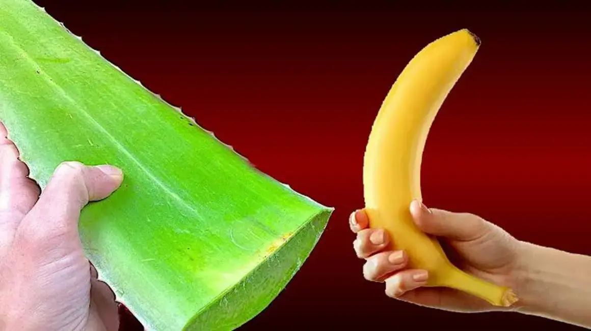 Receita de Intestino Saudável: Um Guia Completo para Fortalecer sua Saúde Digestiva