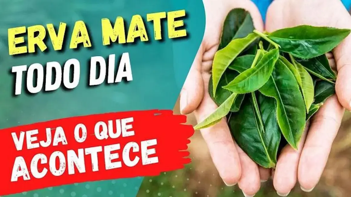 Receita de MATE TODO DIA: Veja como o consumo diário pode impactar sua saúde