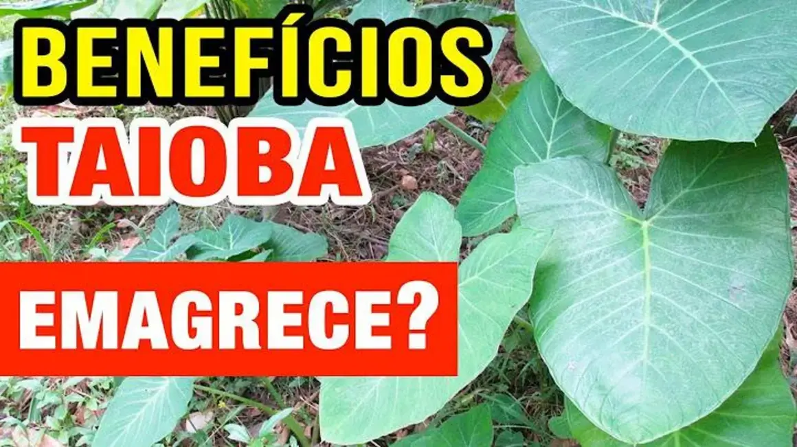 Receita de Taioba: Aprenda a preparar e descubra seus incríveis benefícios!
